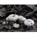 Мицелий Груздя перечного (Lactarius piperatus)